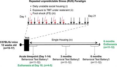 Chronic Hippocampal Abnormalities and Blunted HPA Axis in an Animal Model of Repeated Unpredictable Stress